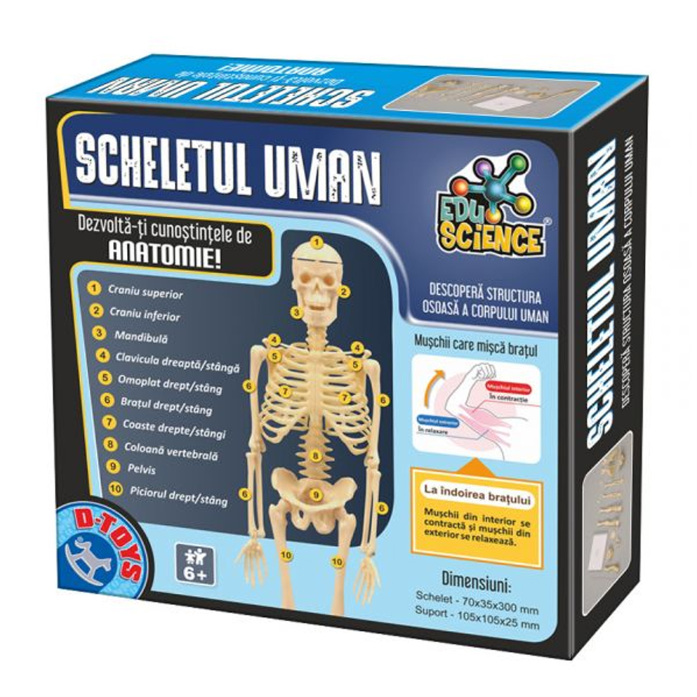 Joc educativ anatomie, scheletul uman